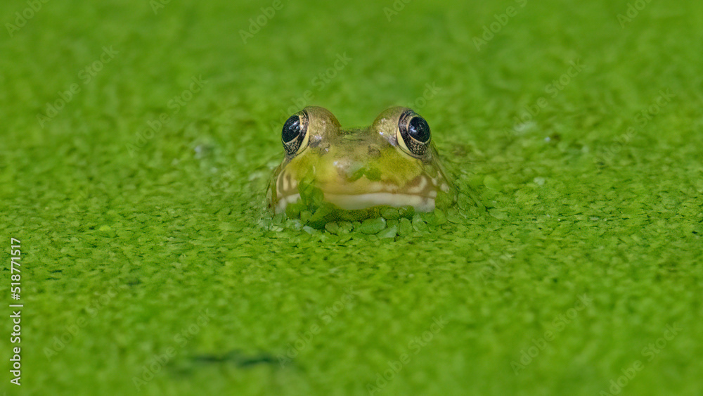 Obraz premium Cute green frog in algae