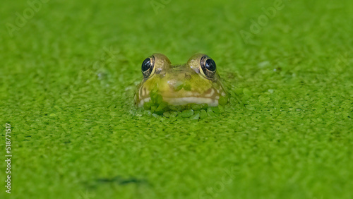 Cute green frog in algae