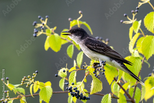 Eastern Kingbird perched on a shrub with berries photo