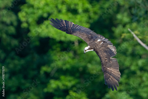 Flying osprey against a green background