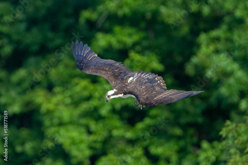 Flying osprey against a green background © Glenn