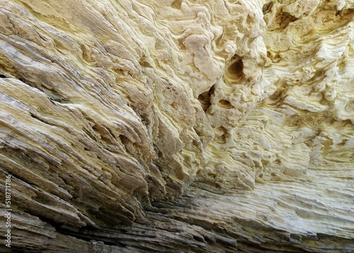 texture of the bark