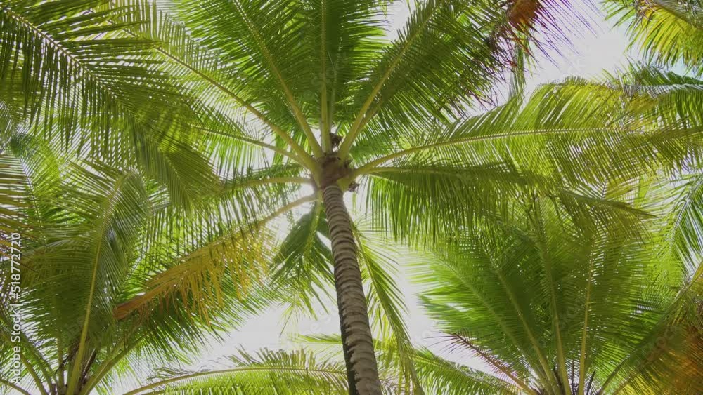 palm tree leaves grove dolly shot POV Passing under sunny. palm tree leaves grove dolly shot POV Passing under sunny.