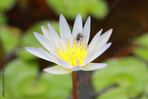 Close up of a white lotus flower with a big fly on top