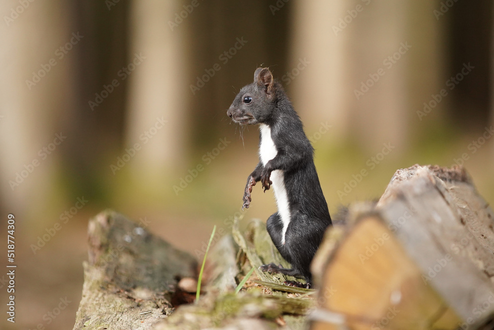 Fototapeta premium Eichhörnchen