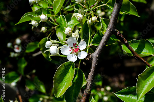 Pear blossoms in May in the garden. Growing pears for sale in the market and making jam © Ivan