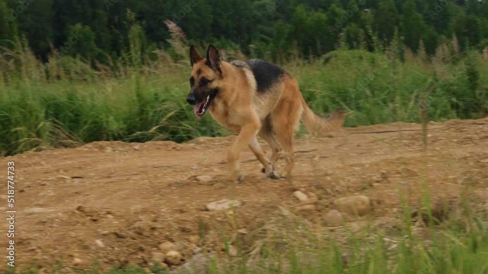 Australian Shepherd dog runs quickly and followed by German Shepherd. Green grass around and forest in distance. No people. Concept of pets in nature. Two dogs playing catch-up.