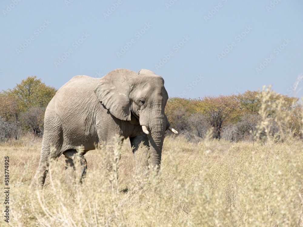 Wild elephant in Africa in grass with wrinkles and tusks wildlife concept wallpaper copy space