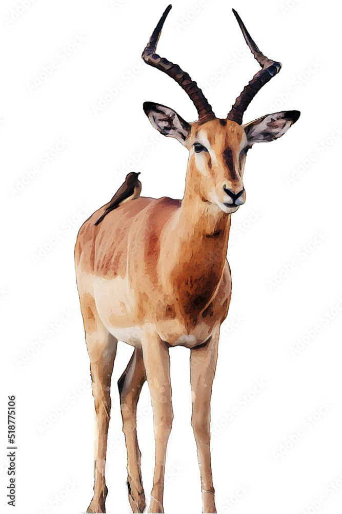 Fototapeta premium deer isolated on white background