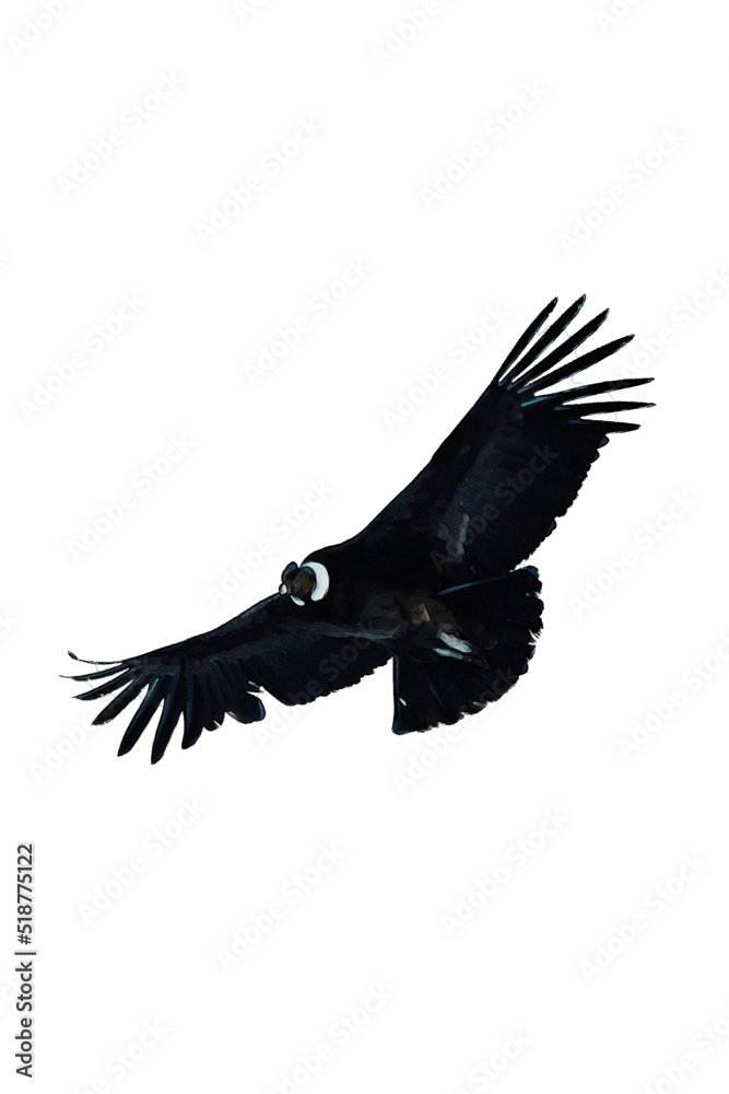 Fototapeta premium Condor in flight