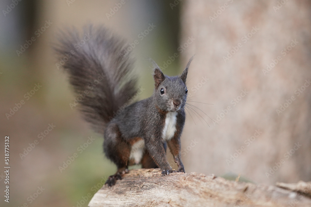 Naklejka premium Eichhörnchen