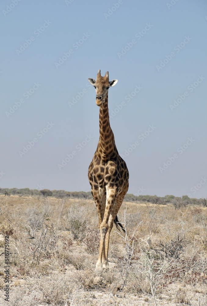 Obraz premium Giraffe in the wild grass walking towards camera in Africa wallpaper 