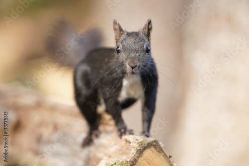 Eichhörnchen © MerkAngela.WH