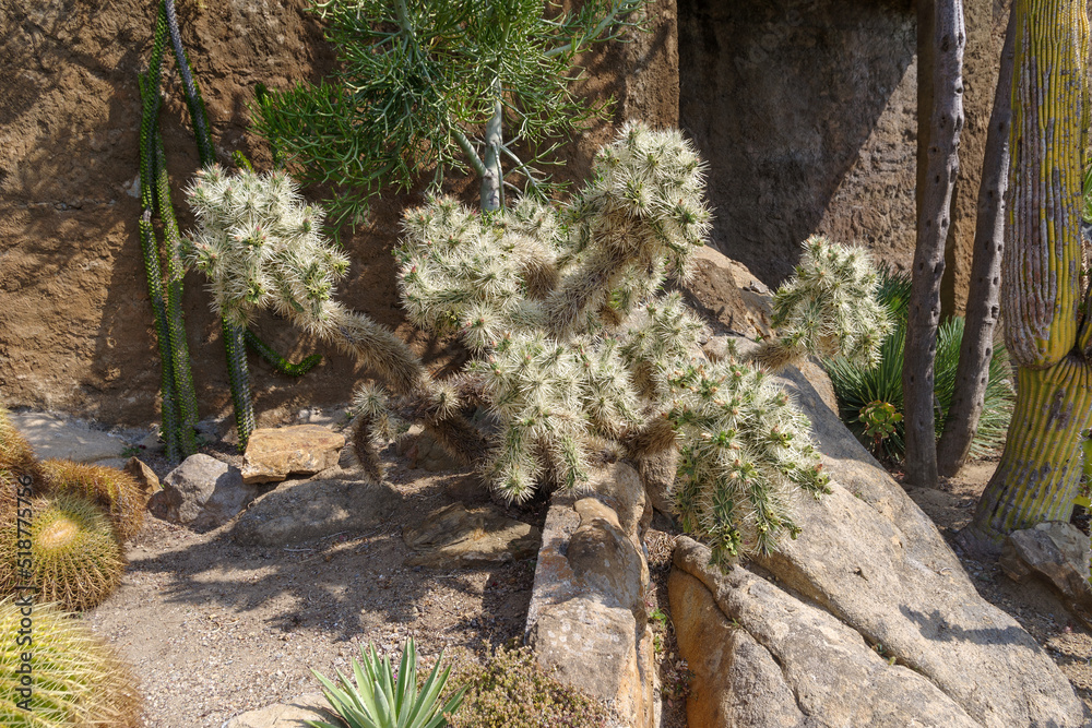Cactaceae of different species in a garden Cactaceae of different species in a garden