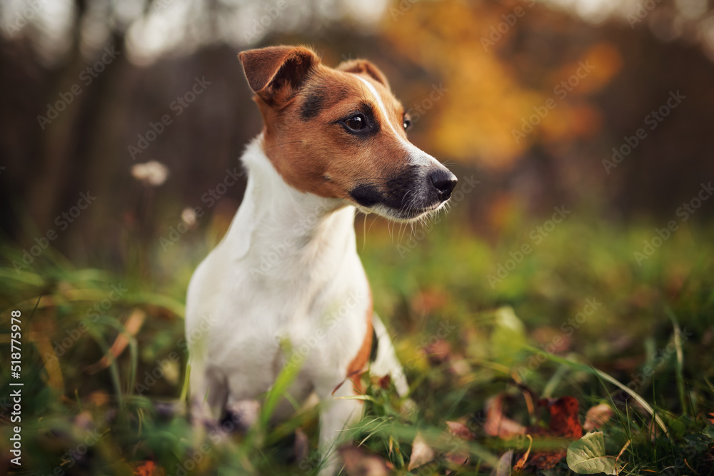 Small Jack Russell terrier dog detail on head and face, nice blurred bokeh autumn background