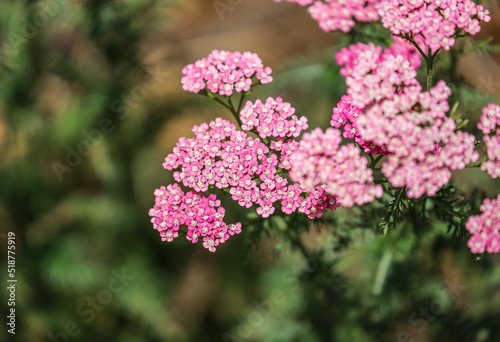 Achillea millefolium, commonly known as yarrow or common yarrow, is a flowering plant in the family Asteraceae. It is native to temperate regions of the Northern Hemisphere.