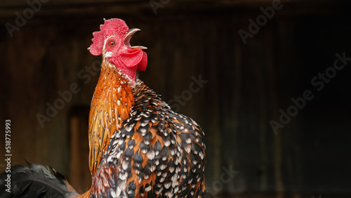 Fotografija Small bantam chicken rooster with bright feathers, crowing beak open, dark blurr