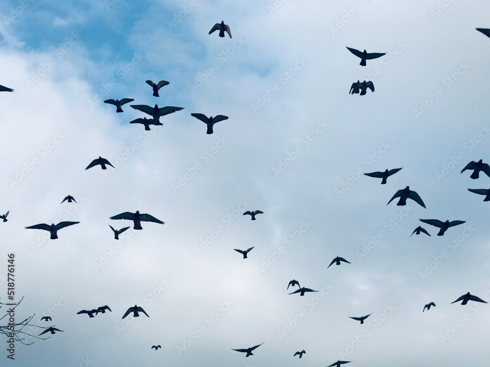 birds in the sky - freedom