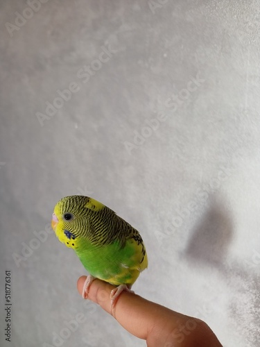 parrot on a hand