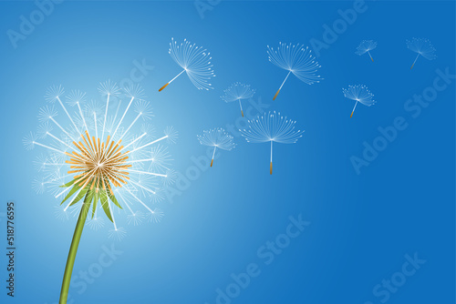 flying dandelion flower seeds make a wish concept background