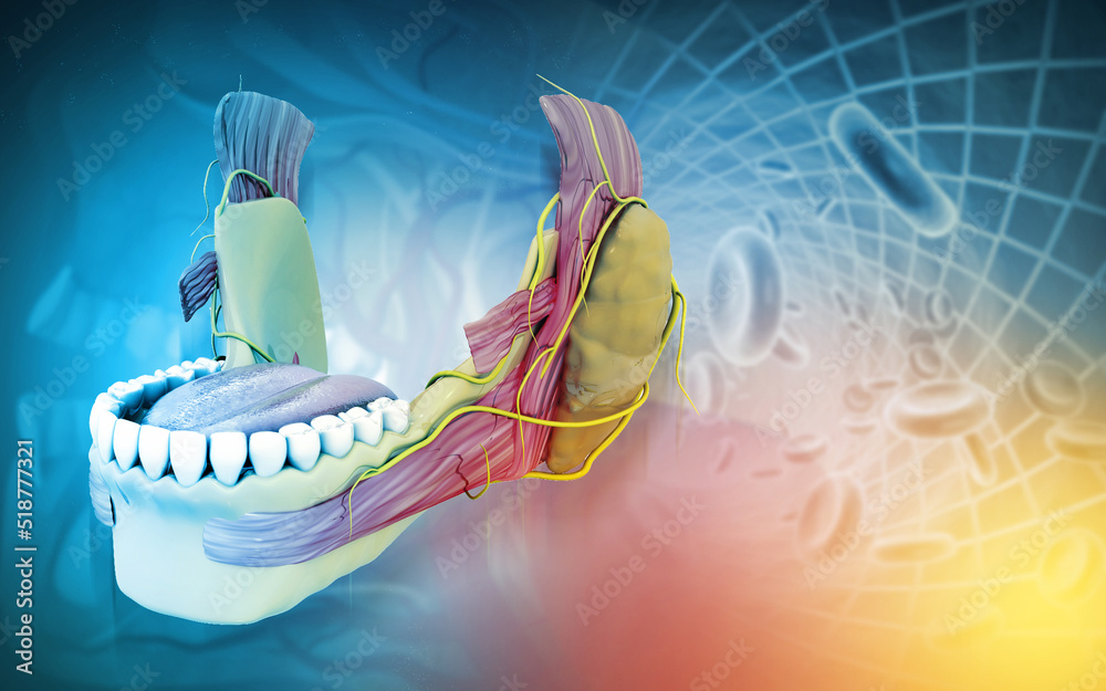 Anatomy of Maxilla and Mandible dental structure. 3d illustration ... Biology Diagrams