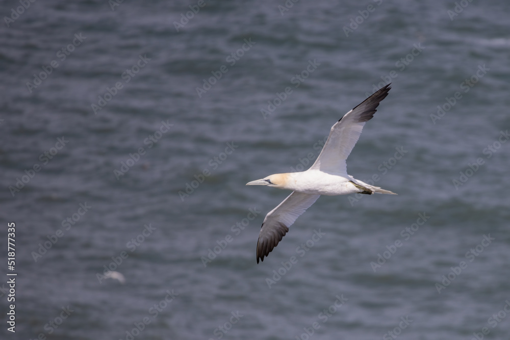 Gannets, Morus bassanus, in flight at Bempton Cliffs in Yorkshire