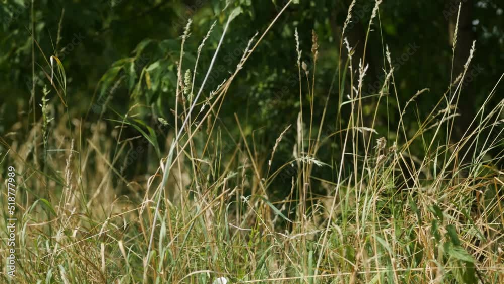 Panorama traw rosnących przy polu powiewających na wietrze wokół krajobrazu wiejskiego w porze letniej, trawy rosnące przy kwitnących polach na tle błękitnego nieba z niemalże bezchmurną pogodą Panorama traw rosnących przy polu powiewających na wietrze wokół krajobrazu wiejskiego w porze letniej, trawy rosnące przy kwitnących polach na tle błękitnego nieba z niemalże bezchmurną pogodą