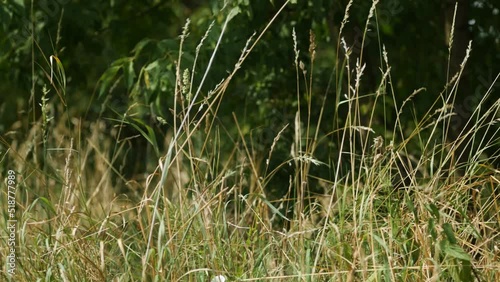 Panorama traw rosnących przy polu powiewających na wietrze wokół krajobrazu wiejskiego w porze letniej, trawy rosnące przy kwitnących polach na tle błękitnego nieba z niemalże bezchmurną pogodą photo