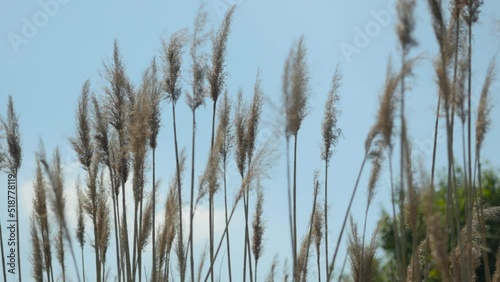 Panorama traw rosnących przy polu powiewających na wietrze wokół krajobrazu wiejskiego w porze letniej, trawy rosnące przy kwitnących polach na tle błękitnego nieba z niemalże bezchmurną pogodą photo