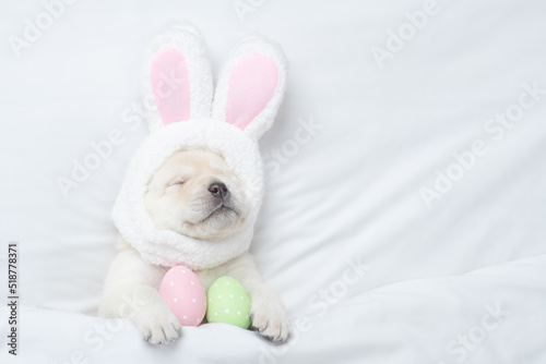 Golden retriever puppy wearing easter rabbits ears sleeps with painted eggs on a bed under warm white blanket at home. Empty space for text