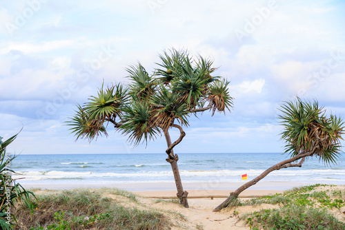 ゴールドコーストの綺麗な砂浜と木と青い空 © photok