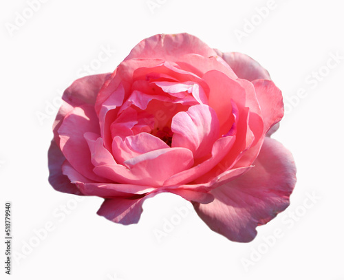 a isolated pink rose flower on a white background