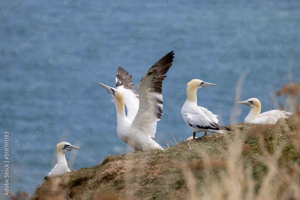 Gannets, Morus bassanus, at Bempton Cliffs in Yorkshire Gannets, Morus bassanus, at Bempton Cliffs in Yorkshire