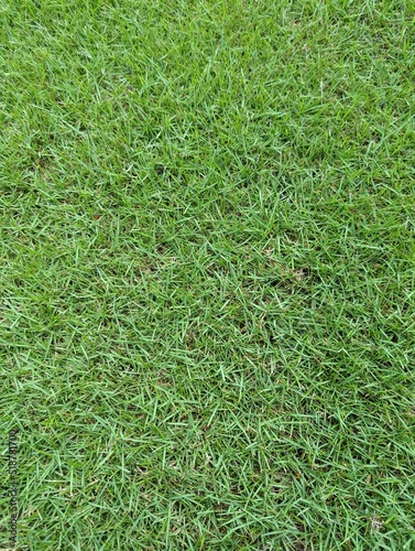 green grass background