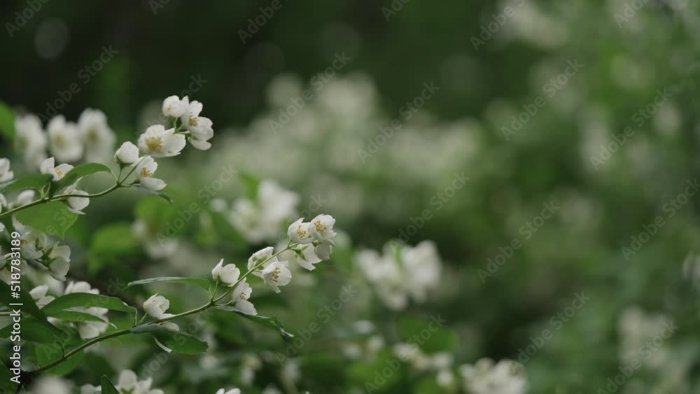 Slow motion handheld shot of jasmine flowers after rain Slow motion handheld shot of jasmine flowers after rain