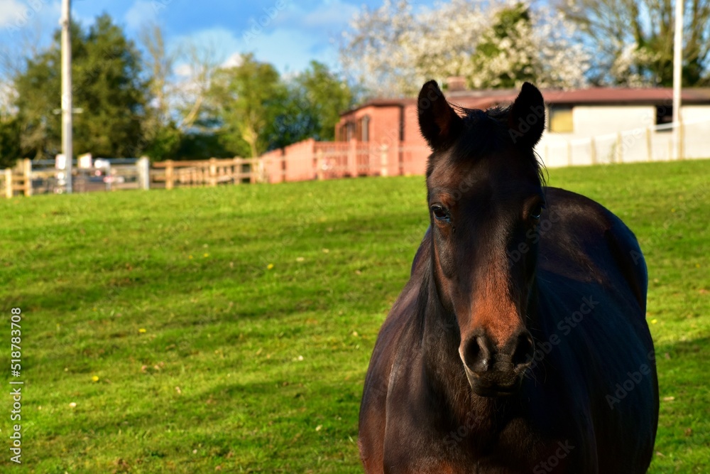 Portrait of a horse in the field on a farm, England, UK Portrait of a horse in the field on a farm, England, UK