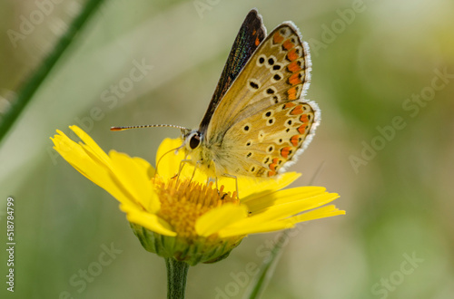 A beautiful butterfly (named Bläuling) on ​​yellow plant © rebaixfotografie
