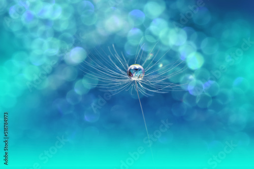 Beautiful Nature Background.Floral Art Design.Abstract Macro Photography.Pastel Flower.Dandelion Flowers.Blue Background.Creative Artistic Wallpaper.Wedding Invitation.Celebration love.Close up View.