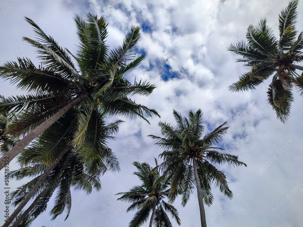 Obraz premium Palm trees against blue sky