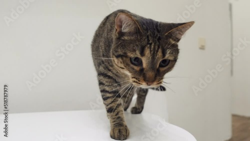 Beautiful tabby cat on the table on a white background.
