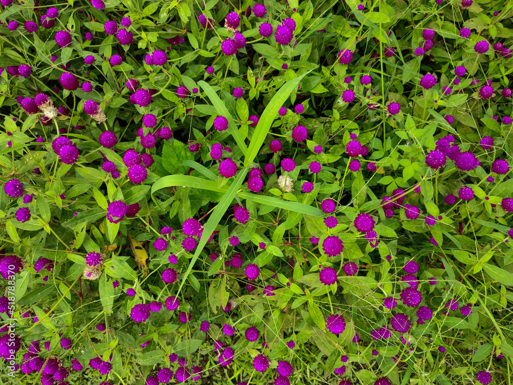Beautiful purple color of Kenob flower or Gomphrena globosa flower. 