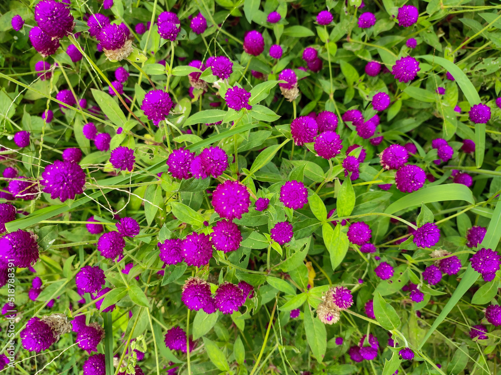 Beautiful purple of globe amaranth flower