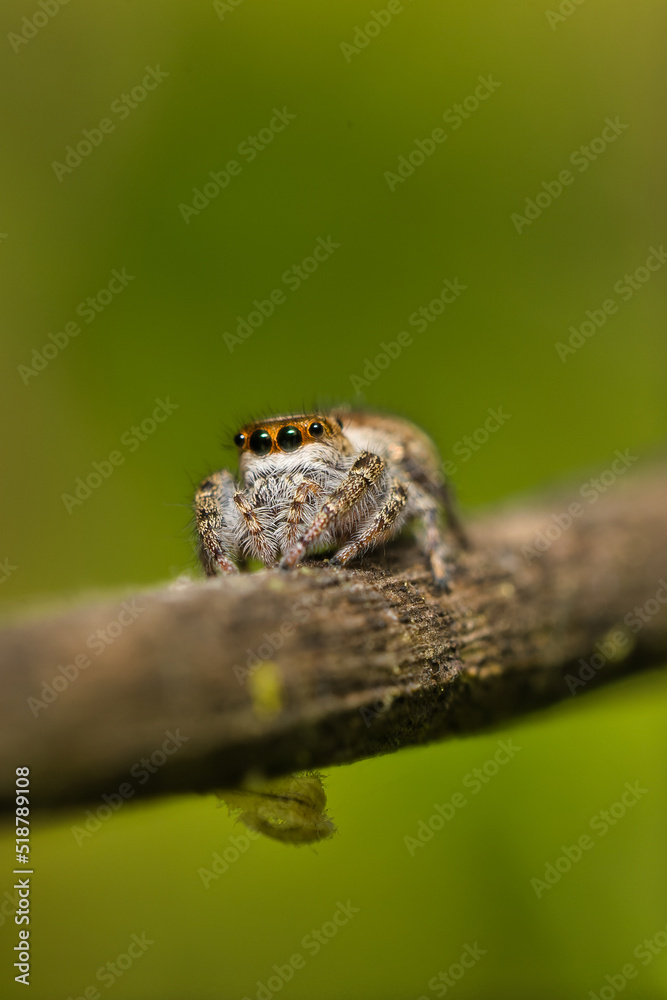 Grey Wall Jumping Spider. Menemerus bivitatus