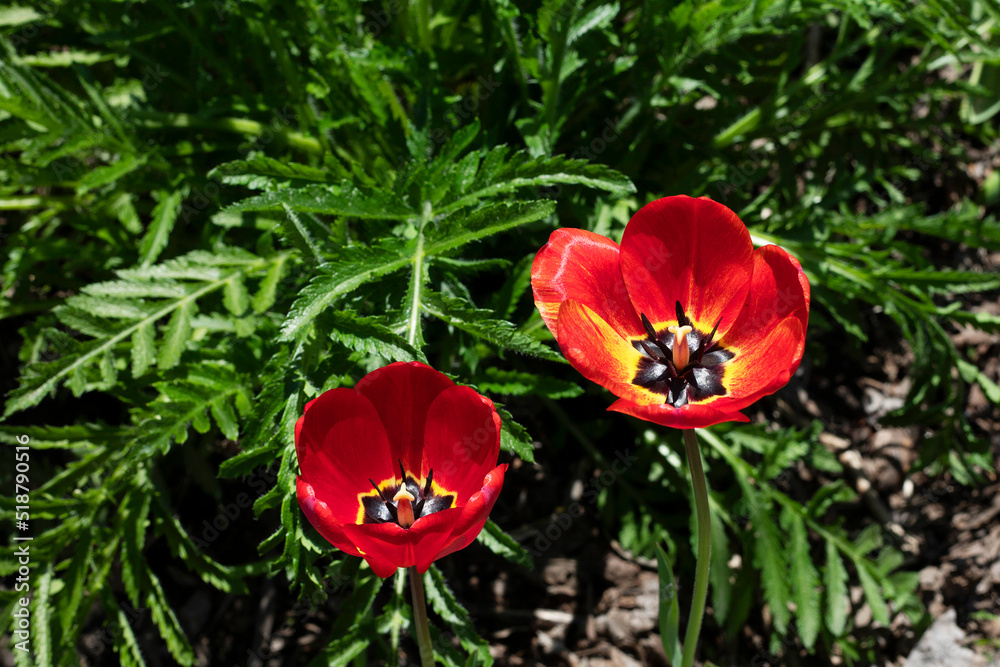 Close up of red tulip flowers against green leaves. Close up of red tulip flowers against green leaves.