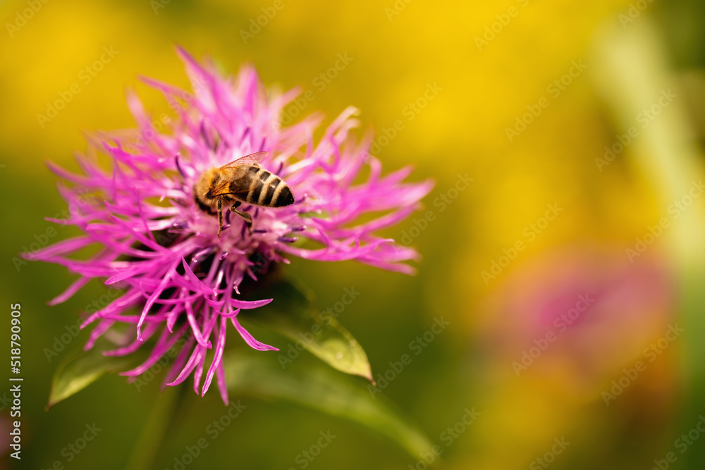 Macro image of honey bee pollinate flower in the summer meadow. Copy space for design. Macro image of honey bee pollinate flower in the summer meadow. Copy space for design.