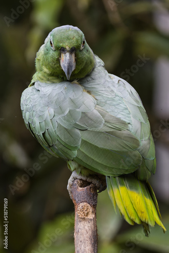 Mealy Parrot. Amazona farinosa photo