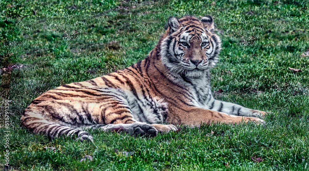 Obraz premium Siberian tiger on the lawn. Latin name - Panthera tigris altaica