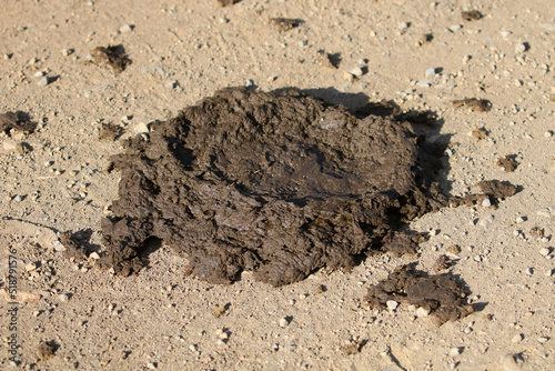 Cape buffalo (Syncerus caffer) feces showing the charactersitic flat "cow pat" form.