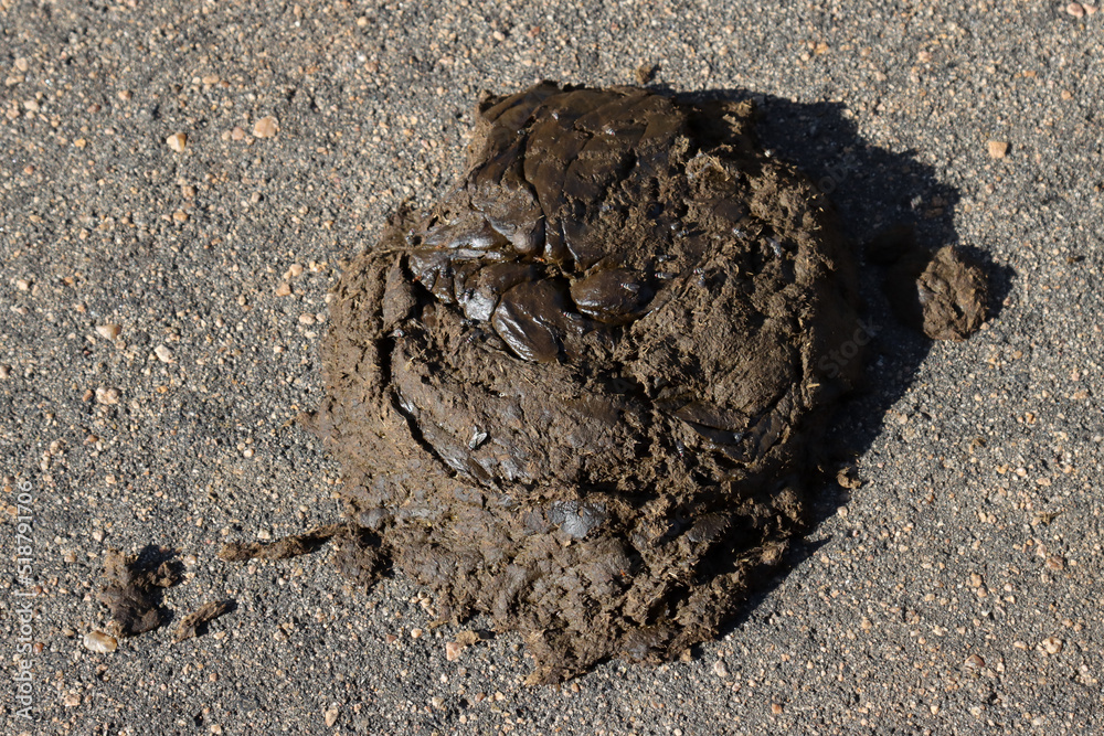 Cape buffalo (Syncerus caffer) feces showing the charactersitic flat Cape buffalo (Syncerus caffer) feces showing the charactersitic flat