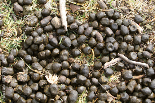 Fecal pellets from the Boer goat